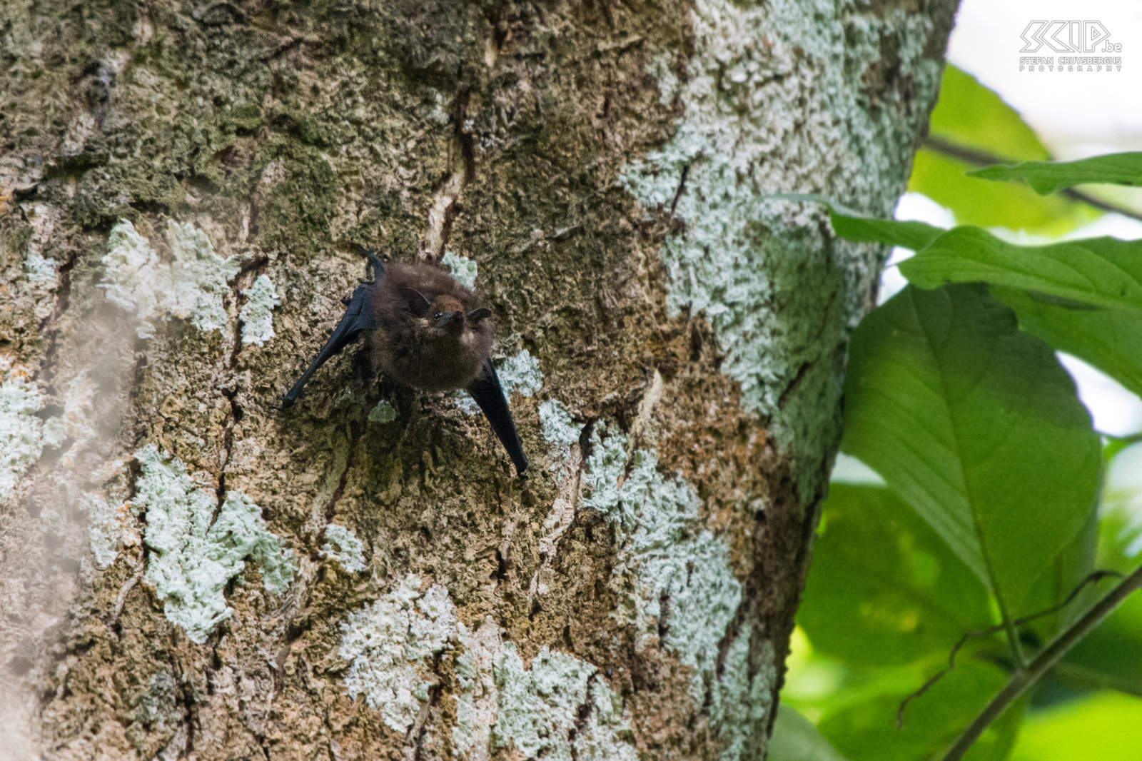 Carara - Schedestaartvleermuis Een slapende schedestaartvleermuis (sac-winged bat) tegen een boom in Carara NP. Stefan Cruysberghs